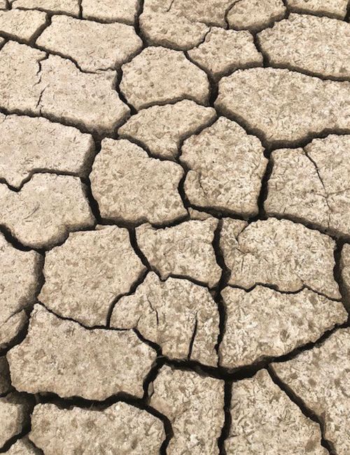 The cracks on Gavin moore's farm just an hour out of Sydney , NSW measure 50cm deep.