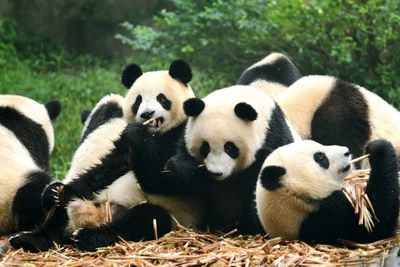 Pandas in China 