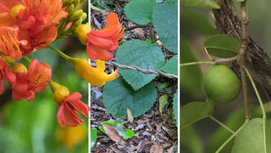 The world, including Australia, is hope to some beautiful but deadly plants. These are some of the most fascinating and dangerous. 