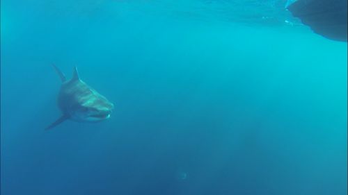 There were also birds feeding on the carcass, not at all bothered by the sharks. (Supplied/Chett Auditore)