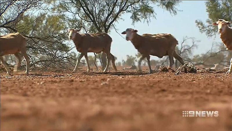 Queensland drought crisis | Nine.com.au
