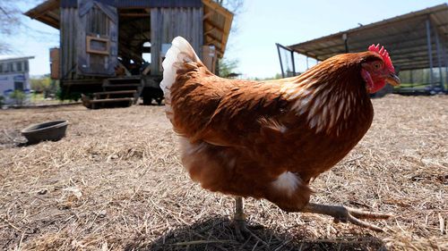 Chickens were only domesticated about 1500 BC, a new study has found.