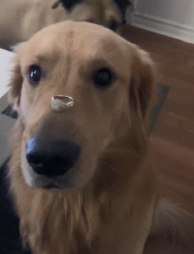 Dog engagement ring on nose