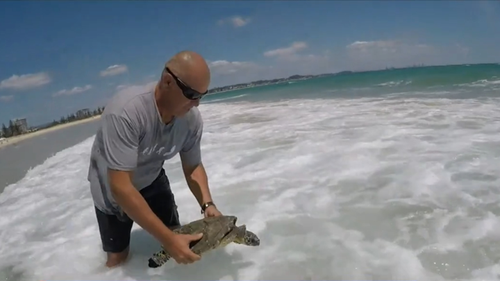 After five weeks recovery, Lucy was carefully released back into the wild.