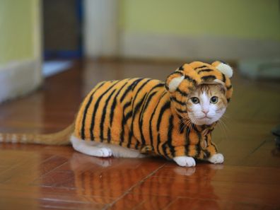 the tiger dressing , cat costume