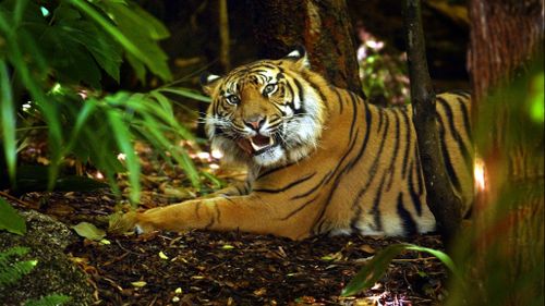 Binjai the tiger gets Melbourne Zoo vet check