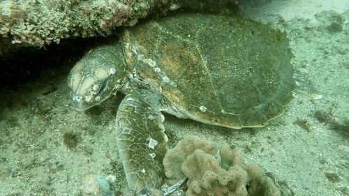 Green sea turtle released back into the ocean after rehabilitation