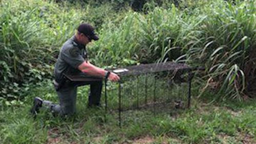 Sheriffs Department officers have placed traps around the area the man was killed in hopes of catching the dogs.