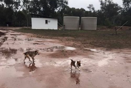 Rain at a farm in Oxley, in the Riverina district over the weekend. Picture: Facebook Toni Murie-Smith