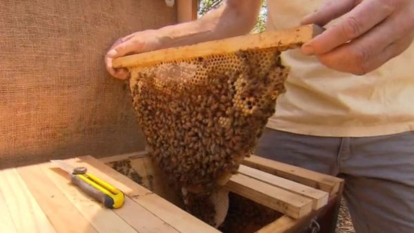 Grave fears for NSW bees as statewide lockdown brought in to combat deadly  parasite