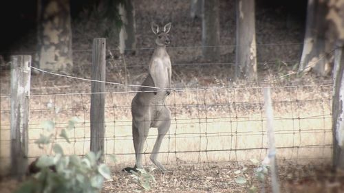 A man has died after a kangaroo attacked him in southern Western Australia.