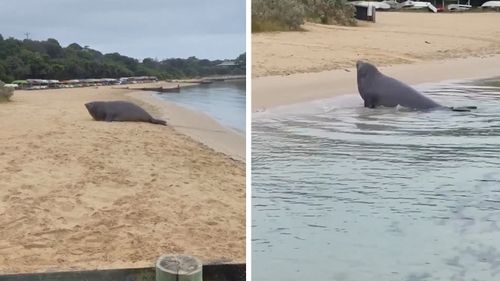 Éléphant de mer sur la péninsule de Mornington à Victoria