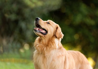 3. Golden retriever 