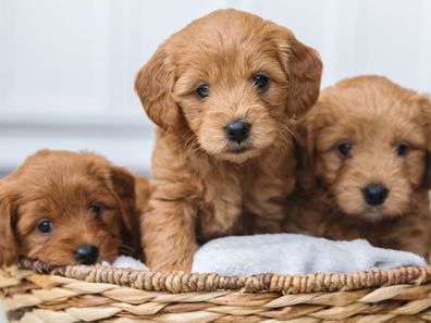 Puppies in a basket stock image
