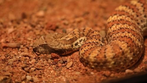Snakes, like the death adder pictured, enter a dormant period called brumation. 