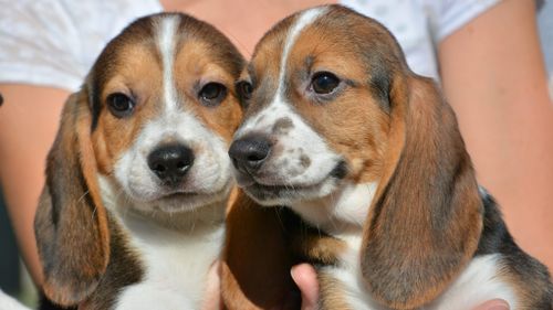 IVF puppies born to beagle surrogate in world first breakthrough