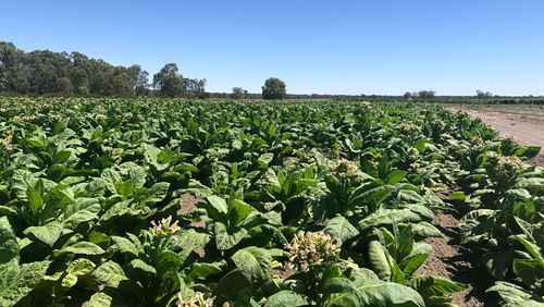 Officers located 24 acres of illicit tobacco crops in Koraleigh, New South Wales, with an estimated excise forgone value of approximately $42 million and seized a picking machine and water pump.