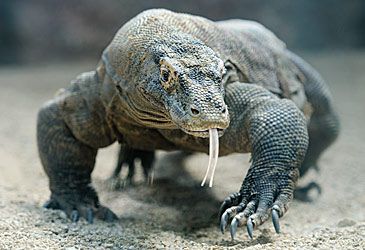 The Komodo dragon is also known by what other name?