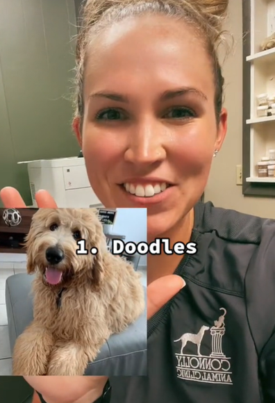Why this vet has slammed the popular "oodle" breed