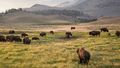 Second bison goring in two days at Yellowstone National Park