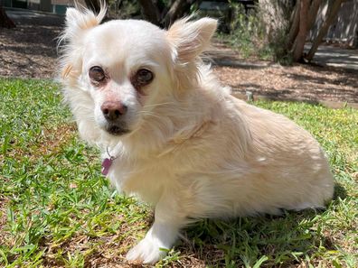 Dog Lily was bitted by a snake in Melbourne. 