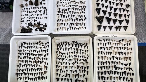 Shark teeth collected from seafloor near Cocos (Keeling) Islands at depth 5400m_