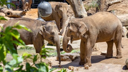 Mali Left, Dokkoon right, Num Oi at back. 