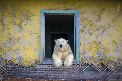 Dmitry Kokh's submission to Wildlife Photographer of the Year