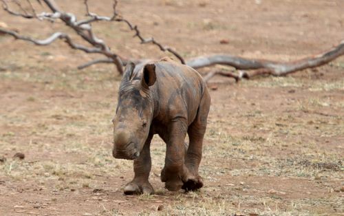Imani, the southern white rhino was born yesterday weighing 50 kg. 