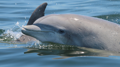 In this May 2019 photo provided by the Potomac-Chesapeake Dolphin Project, dolphins swim together in the Potomac River between Lewisetta and Smith Point, Va. While friendly close contact is essential to dolphin social bonds, sharing space and air can also quickly spread disease. This photo was made under NOAA NMFS permit numbers 19403 and 23782. (Ann-Marie Jacoby/Potomac-Chesapeake Dolphin Project via AP)