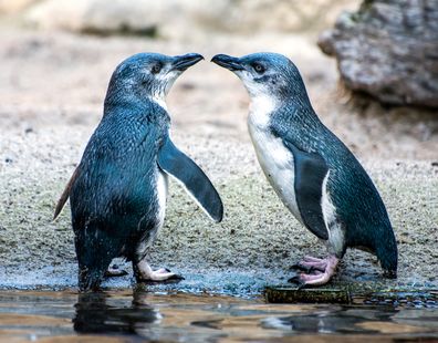 Little Penguins St Kilda Breakwater
