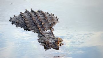 DELRAY BEACH, FLORIDA - JULY 09: An alligator navigates the waterway at the Wakodahatchee Wetlands on July 09, 2021 in Delray Beach, Florida. (Photo by Bruce Bennett/Getty Images)