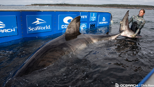 'Nukumi', the Queen of the Ocean, weighs 1606 kilograms and measures 5.23 metres in length.