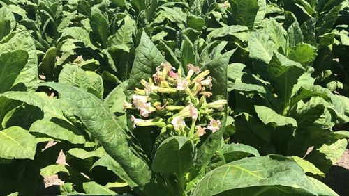 It has been illegal to grow tobacco in Australia for more than a decade.