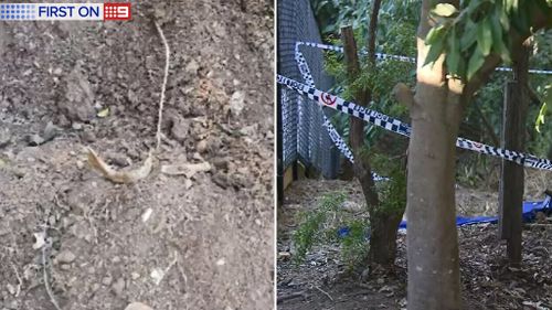 Teneriffe bones mystery: Jaw, arm and leg fragments sent for testing as police conclude search 