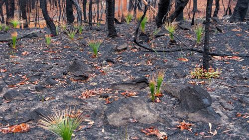 Black Boys, or Grass Trees, spring to life. The plants can only reproduce with the help of fire. Heat from the fire cracks the plant's hard seed.