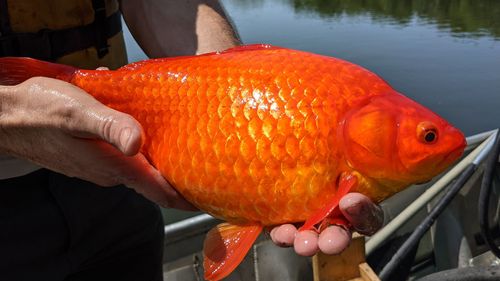 Dumped pet goldfish can grow to enormous sizes and wreak havoc on local waterways.