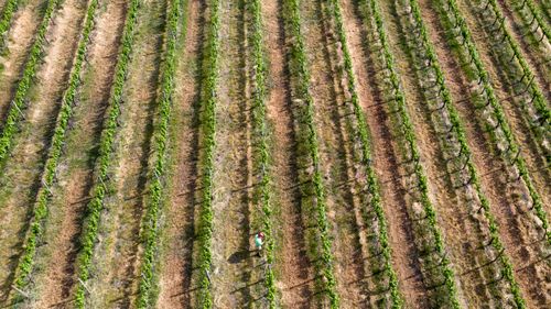 Although it appears green, the soil beneath the vineyards of the Hunter Valley are dryer than ever after four years of drought.