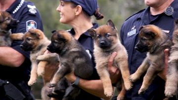 9RAW: Queensland police need help naming pups