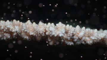 Coral spawn on Great Barrier Reef after the blood moon.