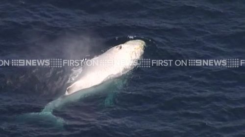 Sea World confirmed the whale was indeed Migaloo. (9NEWS)