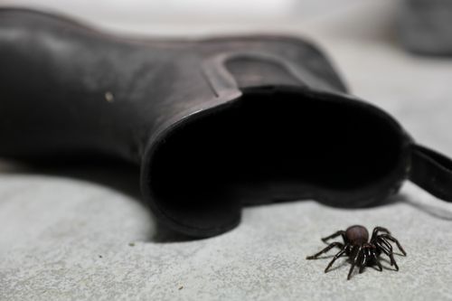 Sydney Funnel-web spiders prefer cool, damp places, with shoes one of the places they can be found.