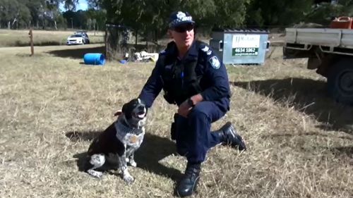 Honorary police dog Max is a very good boy. (Queensland Police Service)