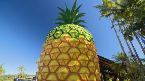 The Big Pineapple will reopen to the public in stages. 