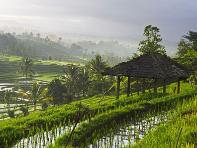 Rice paddy fields in Bali, Indonesia.