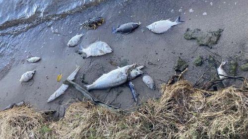 Hundreds of dead fish found washed up at Lake Macquarie.