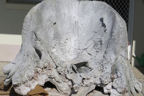  Eden Killer Whale Museum: A﻿ huge sperm whale skull has been returned to a NSW museum after it was taken from in March.