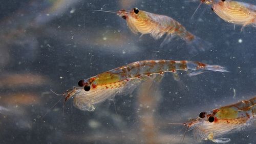 Krill antartico. 