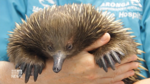 Gerald the echidna was stuck on a mattress floating through floodwater in Sydney's west a week ago.