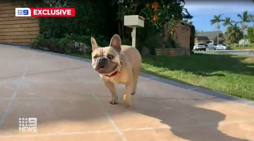 A Queensland couple has tracked down their lost French bulldog thanks to help from their neighbourhood and the power of social media.